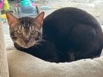 practige bengaalse kater (zonder stamboom), Dieren en Toebehoren, Katten en Kittens | Raskatten | Korthaar, Kater, Gechipt, 0 tot 2 jaar
