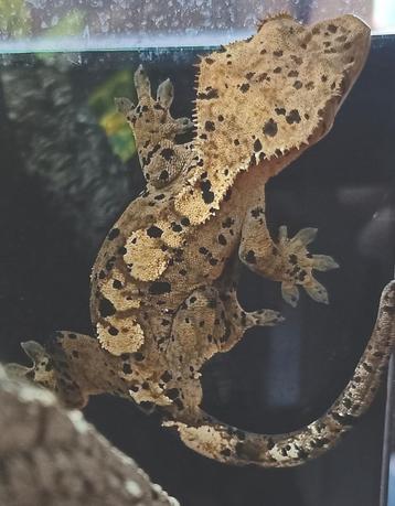 Superdalmatian wimpergekko man  beschikbaar voor biedingen