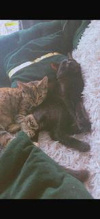 twee katten zoeken een nieuw huisje, Dieren en Toebehoren, Ophalen