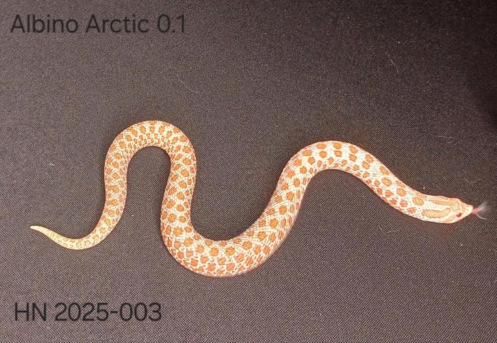 Albino Arctic Haakneus 2025 vrouw