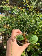 Hoya crassipetiolata splash, Ophalen, Overige soorten, Minder dan 100 cm