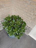 Middelgrote vetplant + pot, Ophalen, Zomer, Overige soorten, Volle zon