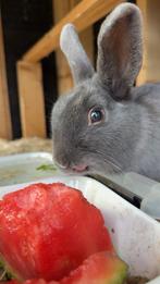 Lief dwerg konijn beschikbaar., Dieren en Toebehoren, Mannelijk, Dwerg