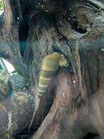Sulawesi slak, Dieren en Toebehoren, Vissen | Aquariumvissen, Slak of Weekdier, Zoetwatervis