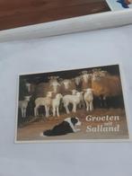 GROETEN UUT SALLAND /  HOND  BIJ SCHAPEN, Verzamelen, Ophalen of Verzenden