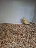 Grasparkieten, Meerdere dieren, Parkiet, Geringd