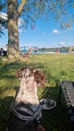 Uptodate!F3 multigen Doodle labrador labradoodle oudere pup, Rabiës (hondsdolheid), 15 weken tot 1 jaar, Overige rassen, Meerdere
