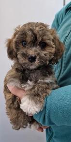 Boomer pups, Parvo, Nederland, Overige rassen, 8 tot 15 weken