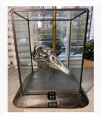 Vitrine met echte opgezette vogel schedel, op houten voet, Ophalen of Verzenden, Nieuw, Vogel, Schedel