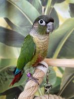 Jonge Baby Pyrrhura´s | Handtam | Nieuwsgierig | Div. Kleure, Dieren en Toebehoren, Vogels | Parkieten en Papegaaien, Meerdere dieren