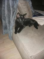 Lief zwart katertje 70euro, Dieren en Toebehoren, Katten en Kittens | Raskatten | Korthaar, Kater, Ontwormd