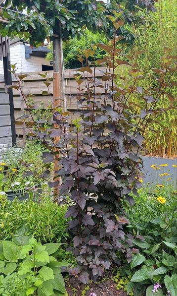 2 x Blaasspirea (physocarpus opulifolius Diabolo) beschikbaar voor biedingen
