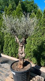 Olijfboom Hojiblanco Pata 65 jr oud €340,-, 100 tot 250 cm, Olijfboom, Zomer, Ophalen