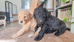 Prachtige Goldendoodle pups, Dieren en Toebehoren, CDV (hondenziekte), 8 tot 15 weken, Groot, Meerdere