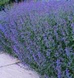 Nepeta Kattenkruid Walkers Low, vaste plant, bodembedekker, Tuin en Terras, Ophalen, Bodembedekkers, Vaste plant, Halfschaduw