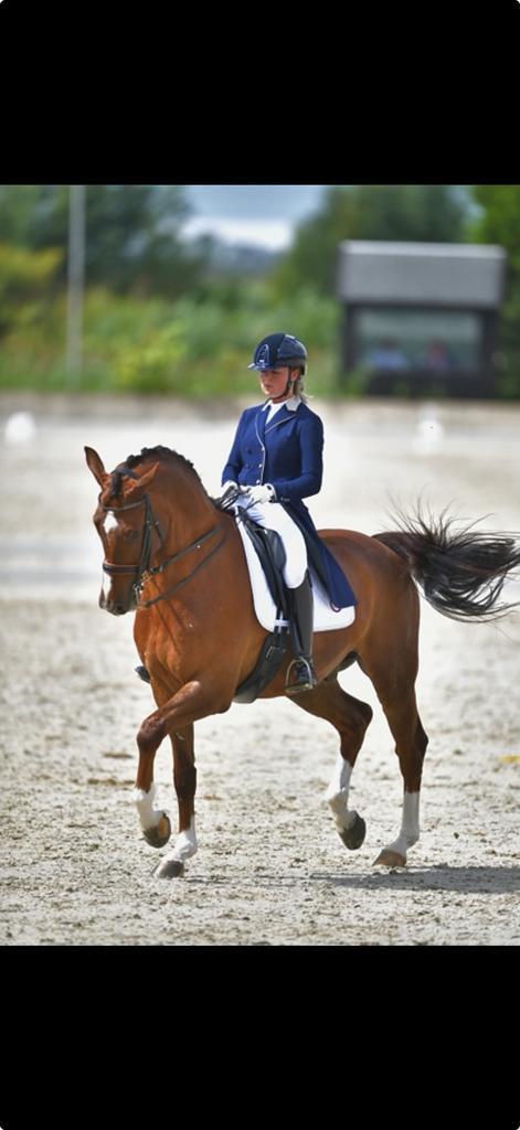 Plek vrij voor stalling & training paard, Dieren en Toebehoren, Stalling en Weidegang, Stalling