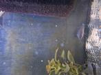Cynotilapia white top malawi cichliden, Dieren en Toebehoren, Vis
