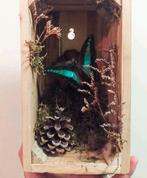 Vlinder Graphium sarpedon in kistje, Ophalen of Verzenden, Nieuw, Insect, Opgezet dier