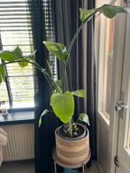 Bananen plant met pot, Ophalen of Verzenden