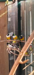 Gouldamadine zk wb mannen, Mannelijk, Tropenvogel, Geringd
