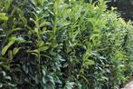 Prunus laurier novita genolia lusitanica angustifolia, Ophalen, Laurier, Haag, 100 tot 250 cm