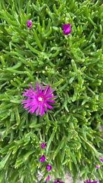 Stek ijsbloem voor bijv. rotstuin, habitat  voor verstuivers, Ophalen of Verzenden, Zomer, Overige soorten, Volle zon