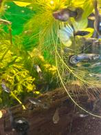 Blue/ red metal guppen, Dieren en Toebehoren, Vissen | Aquariumvissen, Vis