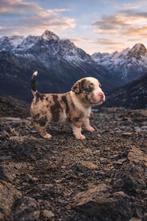 American bully Puppy’s met stamboom, Dieren en Toebehoren, HCC (leverziekte), 8 tot 15 weken, Bulldog, Meerdere