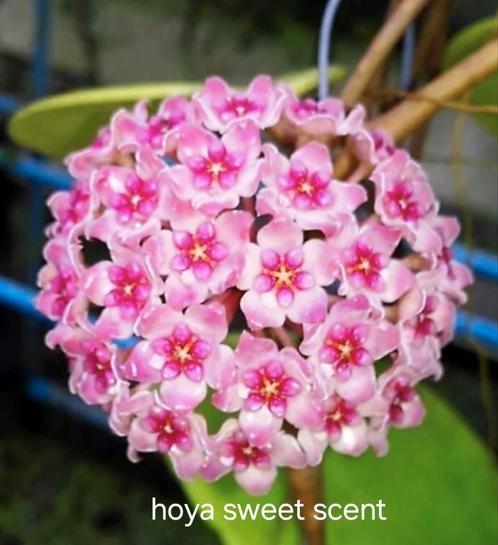 Hoya sweet scent nr 1 geurende bloemen, Huis en Inrichting, Kamerplanten, Overige soorten, Minder dan 100 cm, Bloeiende kamerplant