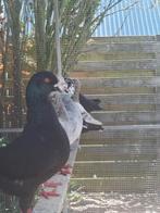 Duitse modena, Dieren en Toebehoren, Vogels | Duiven, Meerdere dieren, Overige soorten