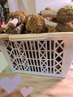 Veel paddestoelen, Ophalen of Verzenden