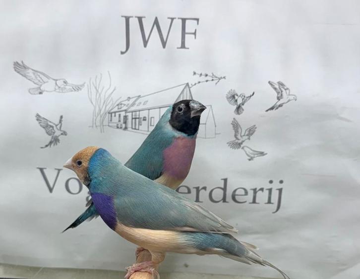 Gouldamadine, Dieren en Toebehoren, Vogels | Overige Vogels, Meerdere dieren