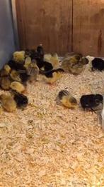 Chinese dwergkwartel kuikens, Dieren en Toebehoren, Pluimvee, Meerdere dieren, Overige soorten