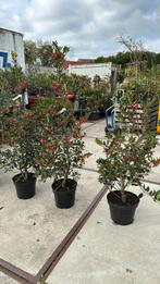 Ilex nellie R stevens hoog 125 grote pot vol bessen, Vaste plant, Halfschaduw, Herfst, Ophalen