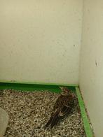 Veldleeuwerik, Dieren en Toebehoren, Ophalen of Verzenden, Metaal, Vogelkooi