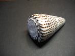 Schelpen:  Conus litteratus  Linnaeus,  1758., Verzamelen, Mineralen en Fossielen, Ophalen of Verzenden, Schelp(en)