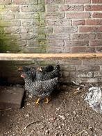 Hennetjes Noord Hollandse blauwe krielkip, Dieren en Toebehoren, Pluimvee, Vrouwelijk, Kip