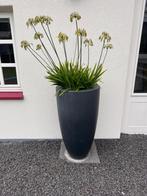 4 Zwarte Plantenbakken met Plant, Tuin en Terras, Ophalen, Kunststof, Gebruikt, Minder dan 60 cm