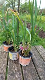 Biologisch gekweekte oerprei, Tuin en Terras, Planten | Tuinplanten, Ophalen, Zomer, Overige soorten, Volle zon