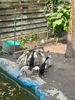 Indische loopeenden, Dieren en Toebehoren, Pluimvee, Geslacht onbekend, Eend