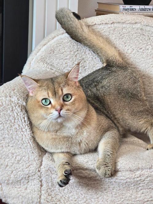 Britse Korthaar golden Shaded, Dieren en Toebehoren, Katten en Kittens | Raskatten | Korthaar, Meerdere dieren, 0 tot 2 jaar, Ingeënt