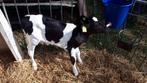 Holstein dekstier en FH vaarskalf, Dieren en Toebehoren, Runderen, Meerdere dieren, 0 tot 2 jaar