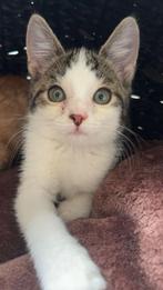 Kittens te koop (2 katers en 1 poes), Dieren en Toebehoren, Katten en Kittens | Overige Katten, Meerdere dieren, Kortharig, 0 tot 2 jaar