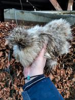 Broedeieren Zijdehoen kriel, Geslacht onbekend, Kip