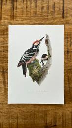 Witrugspecht vogel prent, Minder dan 50 cm, Print, Minder dan 50 cm, Ophalen of Verzenden