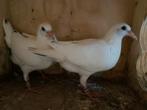 Te koop jonge witte duiven, Dieren en Toebehoren, Vogels | Duiven, Meerdere dieren, Postduif