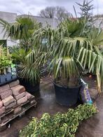 Dubbelstam trachycarpus palmen 90 liter Kuip dubbele stam, Tuin en Terras, Planten | Bomen, In pot, Halfschaduw, Bloeit niet, Ophalen