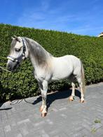 Allround sport pony, Dieren en Toebehoren, Pony's, Gechipt, B, Ruin, Dressuurpony