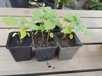 Leonotis Leonurus, Wild Dagga plantjes, Tuin en Terras, Planten | Tuinplanten, Ophalen, Volle zon, Groenteplanten, Eenjarig