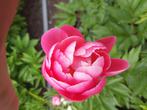 Pioenrozen Kathy,s Touch, Tuin en Terras, Planten | Tuinplanten, Ophalen of Verzenden, Zomer, Volle zon
